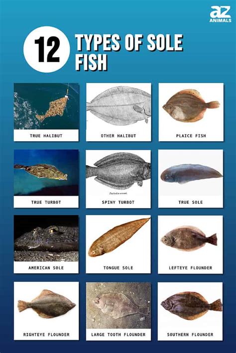 what kind of fish|Sole .